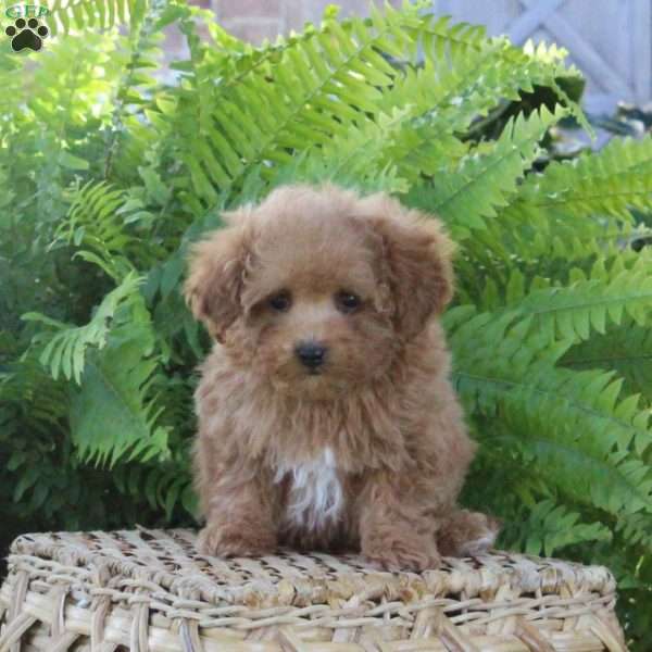 Bentley, Bich-Poo Puppy